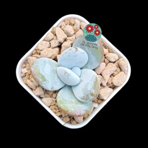Echeveria Cuicatecana (no es grande)