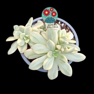 Echeveria Minibelle monstruosa variegata