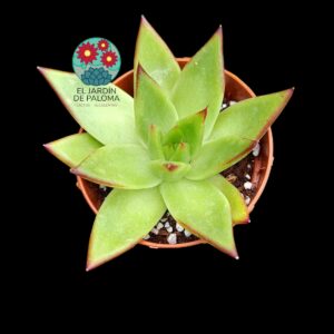 Echeveria Agavoides Lipstick hibrida