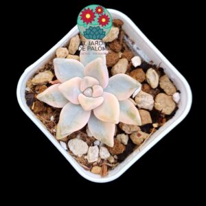 Graptosedum "Ghosty" variegata (selección,maceta pequeña)