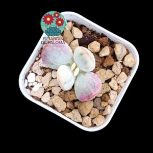 Cotyledon Orbiculata "Oophylla" variegata (selección, tamaño pequeño)