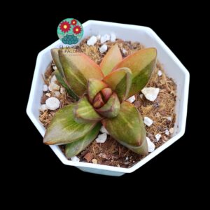 Crassula Ben variegata (selección)
