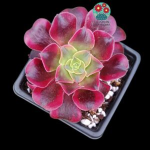 Aeonium Medusa variegata (buen tamaño)
