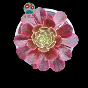Aeonium Anna variegata
