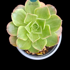 Aeonium Orion White variegata.