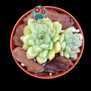 Echeveria "Ice Age" variegata (importación)