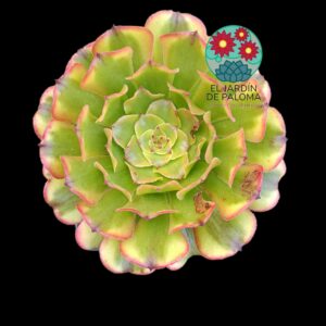 Aeonium Pampas variegata (muy  grande)