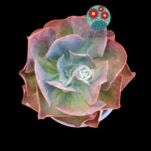 Echeveria "Da Vinci Code" (maceta grande)