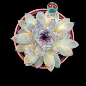 Echeveria Black Mamba (buen tamaño)