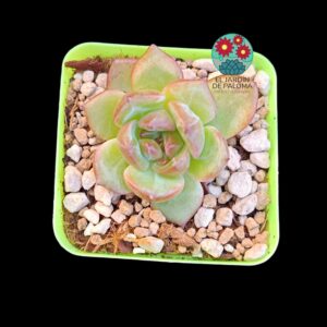 Echeveria Raspberry (parentales importación)