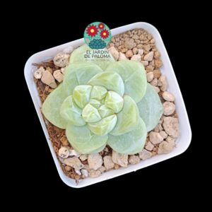 Echeveria "Lychee"