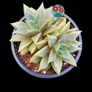 Echeveria Danica doble roseta (buen tamaño)