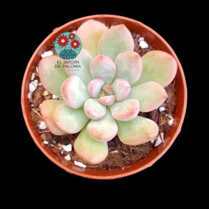 Graptoveria Torres