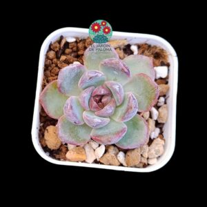 Echeveria Dior (parentales importación, tamaño pequeño)