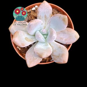Graptoveria "Amore party"