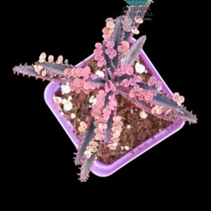 Kalanchoe "Pink Butterfly "