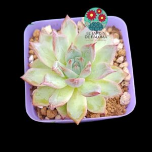 Echeveria "Black swan" (importación)