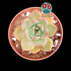 Echeveria Kimera