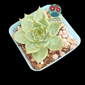 Echeveria Toscanelli (importación)