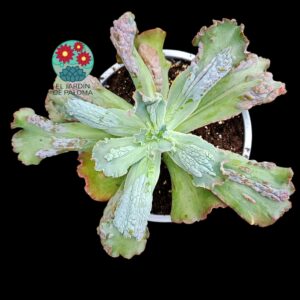 Echeveria Gibbiflora "Speed Bumps" (tamaño y maceta grandes)
