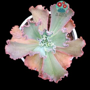 Echeveria Shaviana (tamaño y maceta grandes)