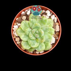 Echeveria "Ice Age" variegata roseta única (importación)