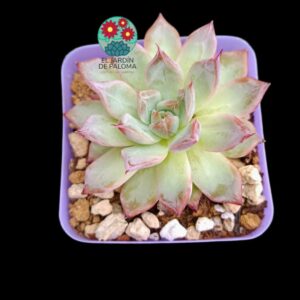 Echeveria "Black swan" (importación)