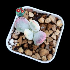 Cotyledon Orbiculata "Oophylla" variegata (selección, tamaño pequeño)
