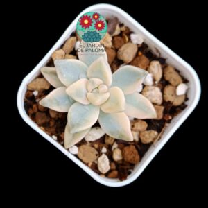 Graptosedum Ghosty variegata (selección, maceta pequeña)
