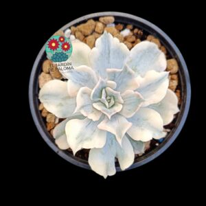 Echeveria Lilacina monstruosa variegata (importación)