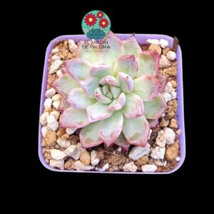 Echeveria "Black swan" (importación)