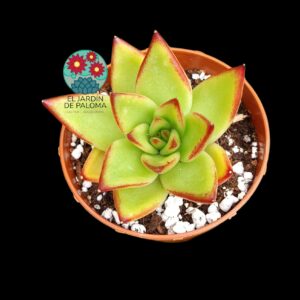 Echeveria Agavoides "Lipstick"