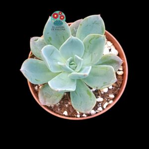 Echeveria Silver queen