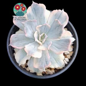 Echeveria Lilacina monstruosa variegata (importación)