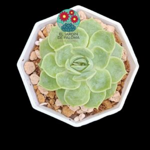 Echeveria "Ice rose" (importación)