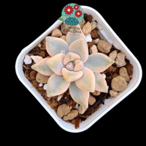 Graptosedum "Ghosty" variegata (selección,maceta pequeña)