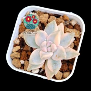 Graptosedum Ghosty variegata (selección, maceta pequeña)