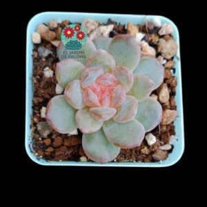 Echeveria "Magic Diamond" (parentales importación)