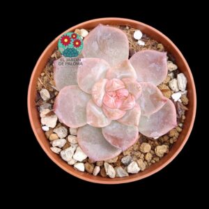Echeveria "Red Cristal" (parentales importación)