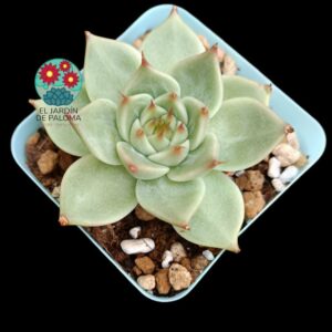 Echeveria Toscanelli (importación)