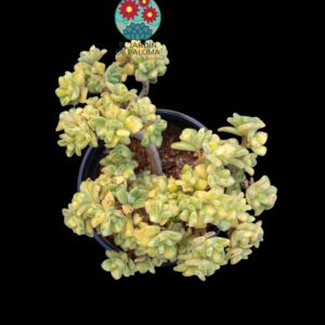 Aichryson bethencourtianum variegata