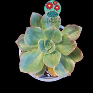 Echeveria Longisissima var. brachyantha