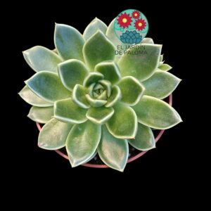 Echeveria Anubis con hijuelo