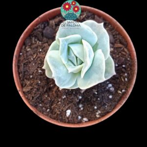 Graptoveria Lovely rose