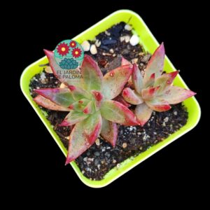 Echeveria Red soul más pequeña (tal cual se ve en la foto)