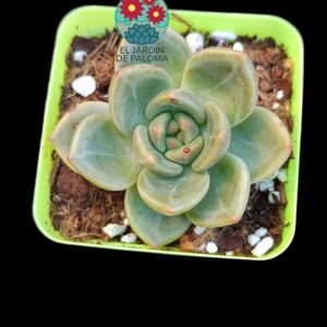 Echeveria Brandy