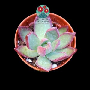 Echeveria Agavoides "Casio" (maceta pequeña)