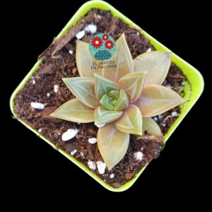 Echeveria Danica roseta unica