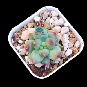 Pachyphytum híbrido (importación,no encontré id, maceta pequeña)