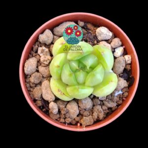Echeveria Malgan (importación, maceta pequeña)